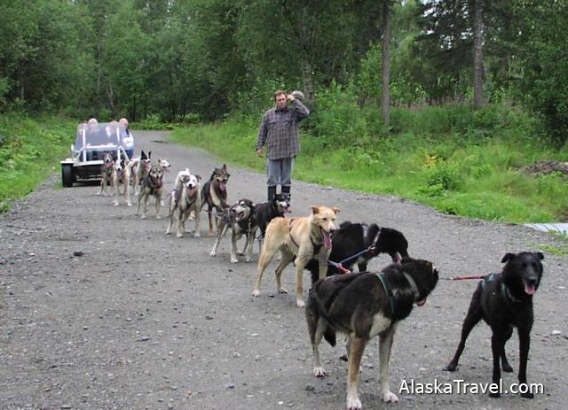 sled dogs